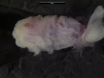 Media type: image;   Herpetology R-74046 Aspect: lateral